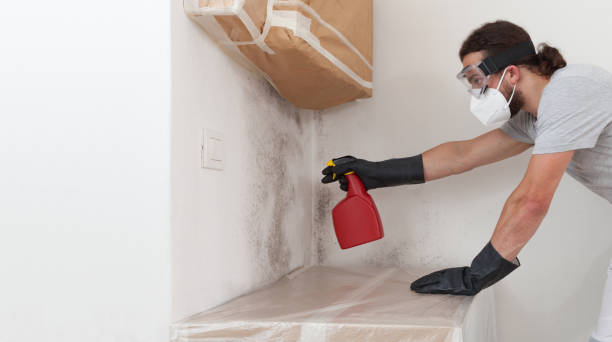Professional Basement Mold Removal technician working in Clark, NJ